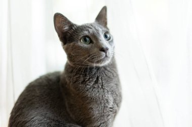 Pencerenin kenarında oynayan genç, oyuncu Rus Mavi kedisi. Yeşil gözlü, muhteşem mavi-gri kedi. Evdeki evcil hayvan.