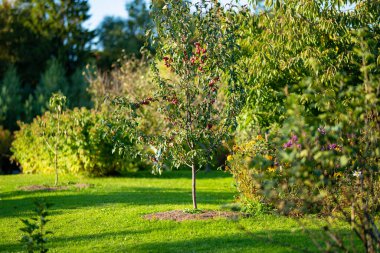 Sonbahar günü ağaç dalında küçük kırmızı cennet elmaları. Sonbahar meyveleri, hasat ve hasat konsepti.