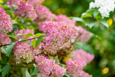 Ortanca ağaçlarının narin pembe çiçekleri yazın alçak akşam güneşiyle aydınlanır. Hortensiya yaz bahçesinde çiçek açıyor. Doğada güzellik.