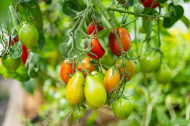 Çalıların üzerinde taze taze organik domates yetiştirmek. Çiftlikte kendi meyve ve sebzelerini yetiştiriyorlar. Bahçıvanlık ve kendi kendine yeten yaşam tarzı.