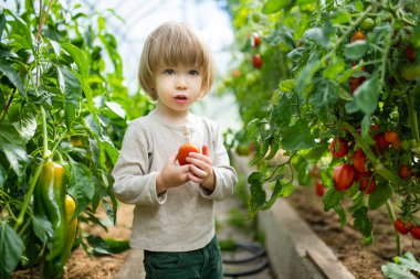 Güneşli bir yaz gününde serada eğlenen tatlı bir çocuk. Elinde taze organik domates tutan bir çocuk. Çocuk günlük ev işlerine yardım ediyor. Çocuklar için bahçe etkinliği.