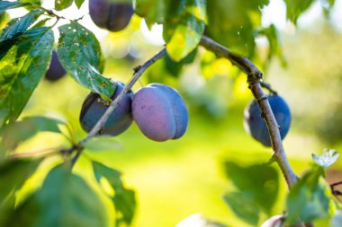 Meyve bahçesindeki bir ağaç dalında mor erikler. Sonbahar günü olgun meyveler toplamak. Çiftlikte kendi meyve ve sebzelerini yetiştiriyorlar. Bahçıvanlık ve kendi kendine yeten yaşam tarzı.