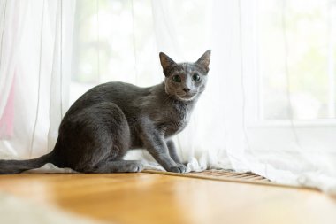 Pencerenin kenarında oynayan genç, oyuncu Rus Mavi kedisi. Yeşil gözlü, muhteşem mavi-gri kedi. Evdeki evcil hayvan.