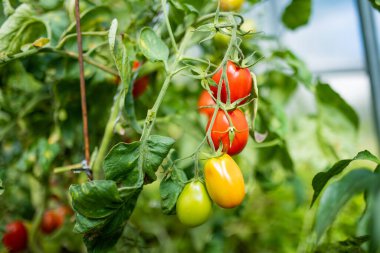 Çalıların üzerinde taze taze organik domates yetiştirmek. Çiftlikte kendi meyve ve sebzelerini yetiştiriyorlar. Bahçıvanlık ve kendi kendine yeten yaşam tarzı.