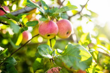 Sıcak bir sonbahar gününde elma dalında kırmızı elmalar. Elma bahçesinde olgun meyveler topluyorum. Çiftlikte kendi meyve ve sebzelerini yetiştiriyorlar. Bahçıvanlık ve kendi kendine yeten yaşam tarzı.