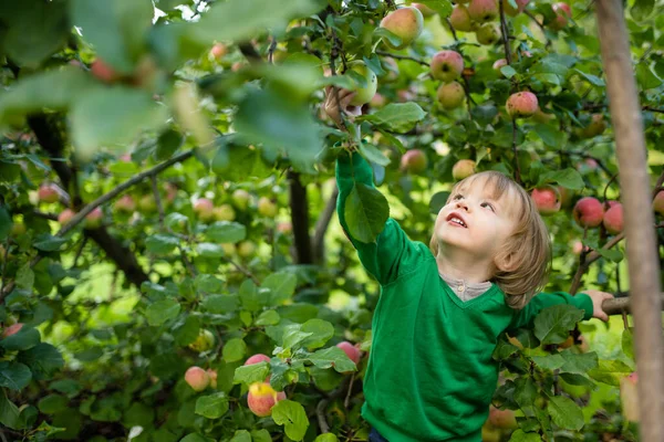 Lindo Niño Ayudando Cosechar Manzanas Huerto Manzanos Día Verano Niño —  Fotos de Stock