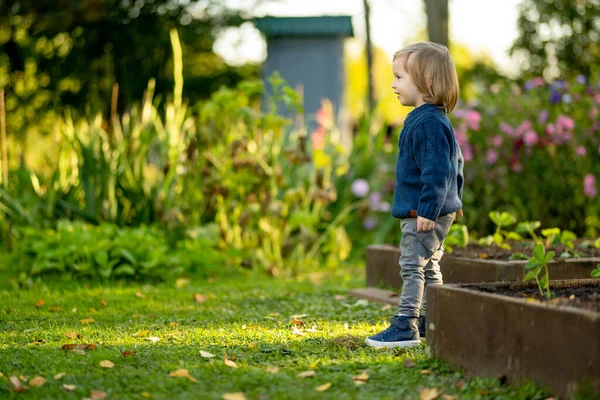 在阳光明媚的秋日 小孩子在户外玩得很开心 儿童探索自然 小孩在一个公园里散步 幼儿秋季活动 — 图库照片
