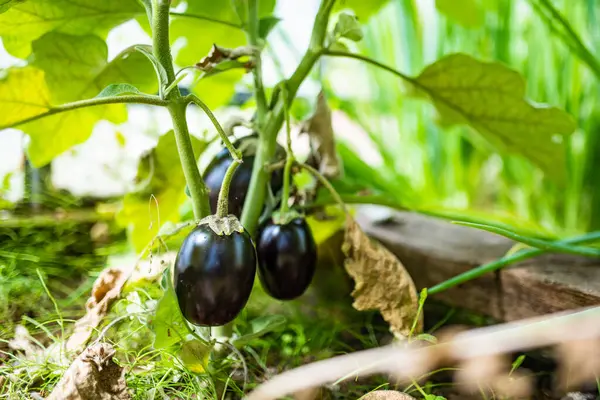 夏天在温室里栽培茄子 在家乡种植自己的香草和蔬菜 自给自足的园艺和生活方式 — 图库照片