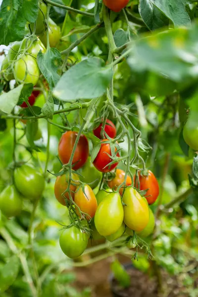 ブッシュの上に有機新鮮なトマト植物を熟す 自宅で果物や野菜を栽培しています 自給自足の庭園と生活様式 — ストック写真