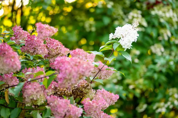 Zartrosa Blüten Von Hortensien Arborescens Die Sommer Von Der Tief — Stockfoto