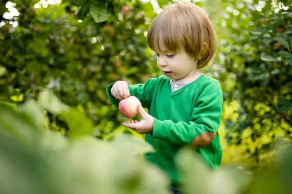 Petit Garçon Mignon Aidant Récolter Des Pommes Dans Verger Pommiers — Photo
