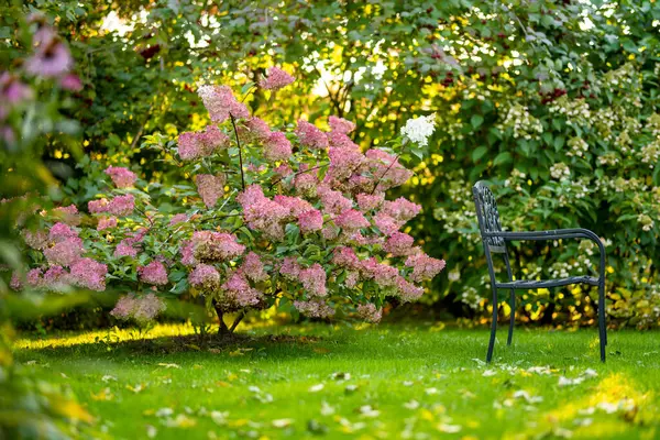 Tender Lyserøde Blomster Hortensia Arborescens Baggrundsbelyst Den Lave Aften Solen - Stock-foto