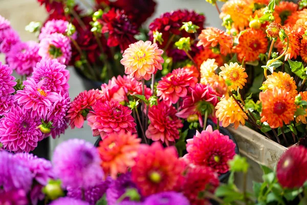 Beautiful Colorful Dahlia Flowers Sold Outdoor Flower Shop Vilnius Lithuania — Stock Photo, Image