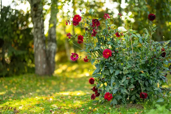 秋に裏庭の庭でカラフルなダリアの花 屋外装飾花 — ストック写真