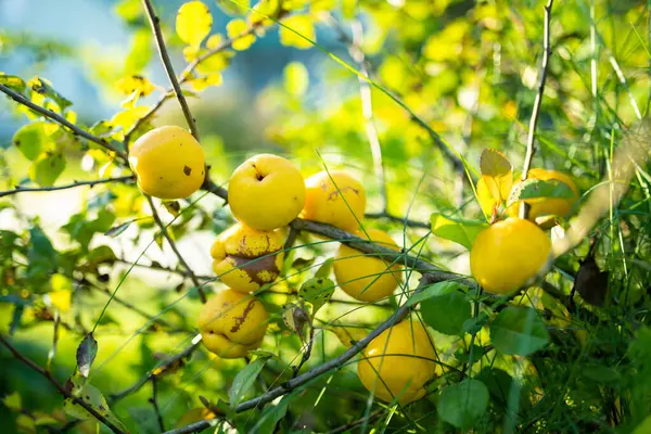 Bright yellow fruits of quince ripening on a branch of japanese quince bush. Sunny summer day in a garden. Harvesting fresh organics fruits.