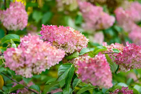 Tender Rosa Blommor Hortensia Arborescens Bakgrundsbelyst Den Låga Kvällssolen Sommaren — Stockfoto