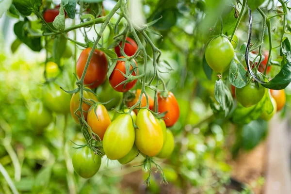 Reife Bio Tomatenpflanzen Einem Strauch Eigener Obst Und Gemüseanbau Auf — Stockfoto