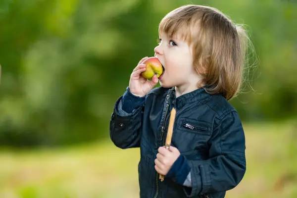 可爱的小孩在苹果园里吃苹果 孩子在花园里采摘水果 给孩子们新鲜健康的食物 夏季家庭营养 — 图库照片
