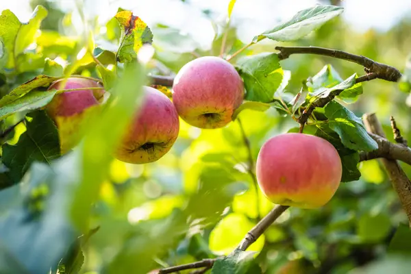 Červená Jablka Jabloni Teplý Podzimní Den Sklizeň Zralého Ovoce Jablečném — Stock fotografie