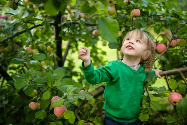Lindo Niño Ayudando Cosechar Manzanas Huerto Manzanos Día Verano Niño —  Fotos de Stock