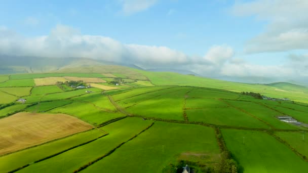 Aerial View Endless Lush Pastures Farmlands Irelands Dingle Peninsula Beautiful — Stock Video