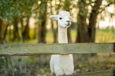 Çiftlikteki sevimli lama ve alpakalar. Hayvanat bahçesindeki hayvanları izlemek. Sonbaharda eğlenceli aile aktiviteleri.