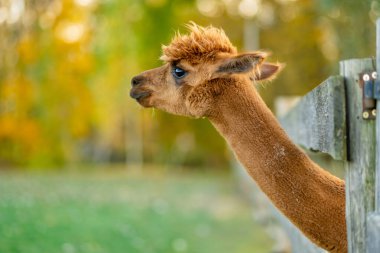 Çiftlikteki sevimli lama ve alpakalar. Hayvanat bahçesindeki hayvanları izlemek. Sonbaharda eğlenceli aile aktiviteleri.