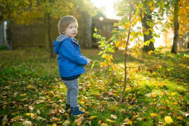 Komik çocuk güneşli bir sonbahar gününde dışarıda eğleniyor. Doğayı keşfeden çocuk. Şehir parkında oynayan bir çocuk. Küçük çocuklar için sonbahar aktiviteleri.