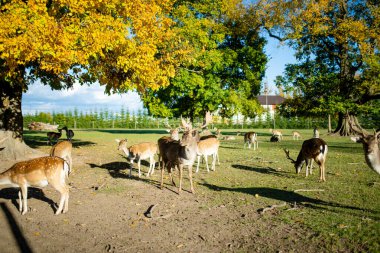 Sonbahar günü hayvanat bahçesinde vahşi geyikler. Hayvan çiftliğinde ren geyiklerini izliyorum. Doğada güzellik.