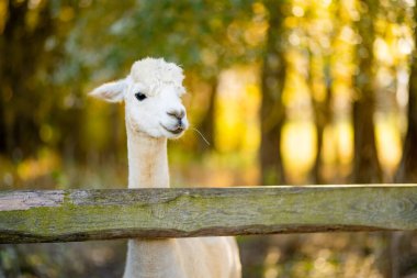 Çiftlikteki sevimli lama ve alpakalar. Hayvanat bahçesindeki hayvanları izlemek. Sonbaharda eğlenceli aile aktiviteleri.