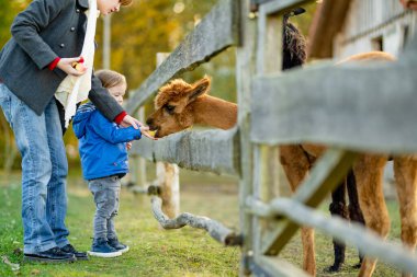 Sonbahar günü bir çiftlikte alpakaya bakan tatlı bir çocuk. Çocuklar bir hayvan çiftliğinde lama besliyor. Sonbaharda hayvanat bahçesindeki çocuklar. Aktif boş zamanlardaki çocuklar..