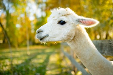 Çiftlikteki sevimli lama ve alpakalar. Hayvanat bahçesindeki hayvanları izlemek. Sonbaharda eğlenceli aile aktiviteleri.