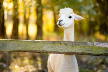 Çiftlikteki sevimli lama ve alpakalar. Hayvanat bahçesindeki hayvanları izlemek. Sonbaharda eğlenceli aile aktiviteleri.