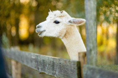 Çiftlikteki sevimli lama ve alpakalar. Hayvanat bahçesindeki hayvanları izlemek. Sonbaharda eğlenceli aile aktiviteleri.