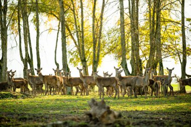 Sonbahar günü hayvanat bahçesinde vahşi geyikler. Hayvan çiftliğinde ren geyiklerini izliyorum. Doğada güzellik.