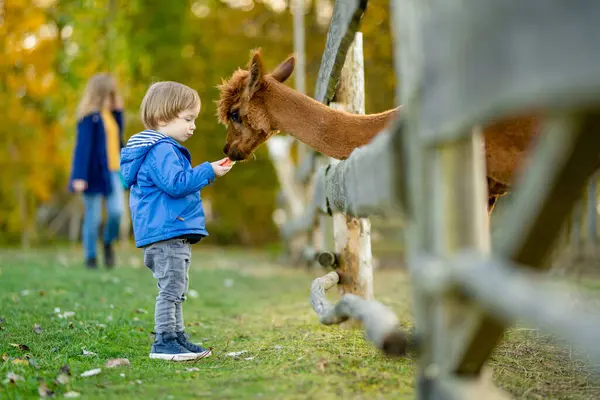 Cute Toddler Boy Looking Alpaca Farm Zoo Autumn Day Children — Stock Photo, Image