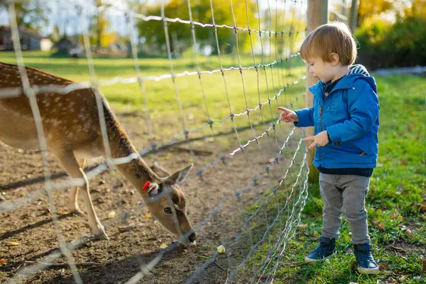 トッドラーの少年は 秋の動物園で野生の鹿に餌を与えました 農場でトナカイを見ている子供たち 動物園で楽しんでいる子供たち — ストック写真