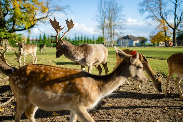 Wilde Herten Een Dierentuin Herfstdag Rendieren Kijken Een Dierenboerderij Schoonheid — Stockfoto