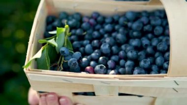 Ağır çekimde, kadınların elinde yaban mersinli sepet tutarken çekilmiş. Sıcak ve güneşli bir yaz gününde organik yaban mersini çiftliğinden taze böğürtlen toplamak. Taze sağlıklı organik yiyecekler..