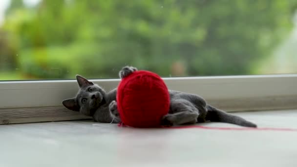 Kucing Biru Muda Rusia Bermain Dengan Bola Benang Merah Kucing — Stok Video
