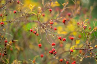 Sonbahar gününün sonlarında kırmızı bir gül kalçası dalı. Doğada güzellik.