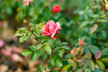 Güneşli bir günde arka bahçede açan güzel pembe güller.
