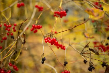 Sonbahar günü viburum bitkisinin parlak kırmızı meyveleri. Güzel, parlak sonbahar bitkileri