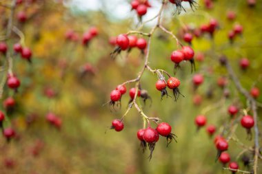 Sonbahar gününün sonlarında kırmızı bir gül kalçası dalı. Doğada güzellik.