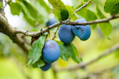 Meyve bahçesindeki bir ağaç dalında mor erikler. Sonbahar günü olgun meyveler toplamak. Çiftlikte kendi meyve ve sebzelerini yetiştiriyorlar. Bahçıvanlık ve kendi kendine yeten yaşam tarzı.