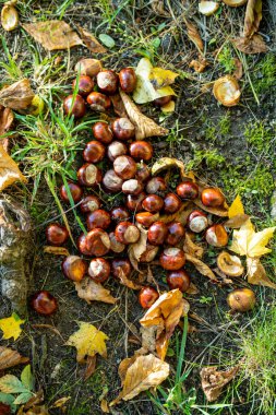 Kestaneler sonbaharda yerde yatar. Doğada güzellik.