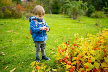 Tatlı çocuk, sonbahar gününde parlak turuncu fener şeklindeki filozof çiçeklerine hayran. Açık havada kiraz dalı. Doğada güzellik.
