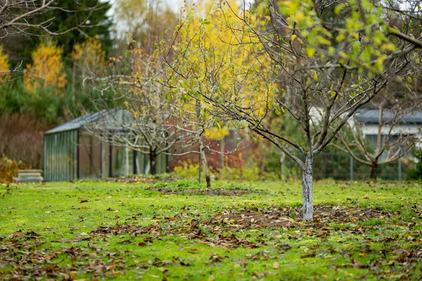 Stromovou Ovocnou Zahradu Pozdní Podzimní Den Padlé Listí Zem Pěstování — Stock fotografie