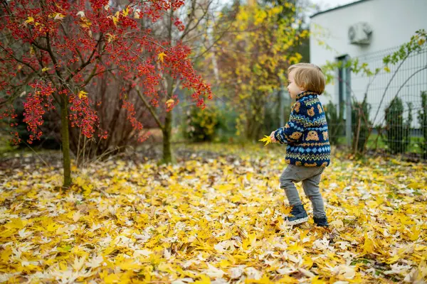 面白い幼児の少年は 秋の終わりにアウトドアを楽しみました 自然を探検する子供 街の公園で遊んでいる子供たち 小さな子供のための秋の活動 — ストック写真
