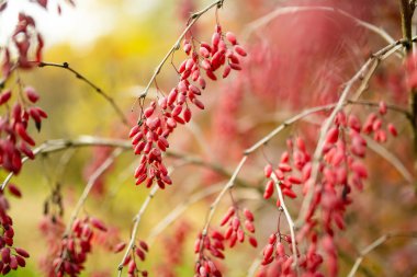 Sonbahar günü bir dalda parlak kırmızı böğürtlen. Berberis Darwinii bitkisi. Güzel, parlak sonbahar bitkileri.